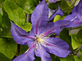 Clematis Dada (Tomszak) IMG_4330 Powojnik